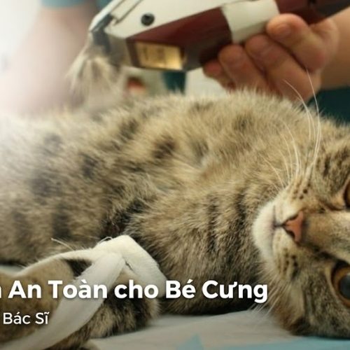 Có Nên Triệt Sản Cho Chó Mèo Không? Thời Điểm Nào Tốt Nhất?
