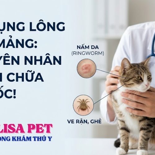 Mèo Bị Rụng Lông Từng Mảng Là Bệnh Gì? Nguyên Nhân & Cách Điều Trị
