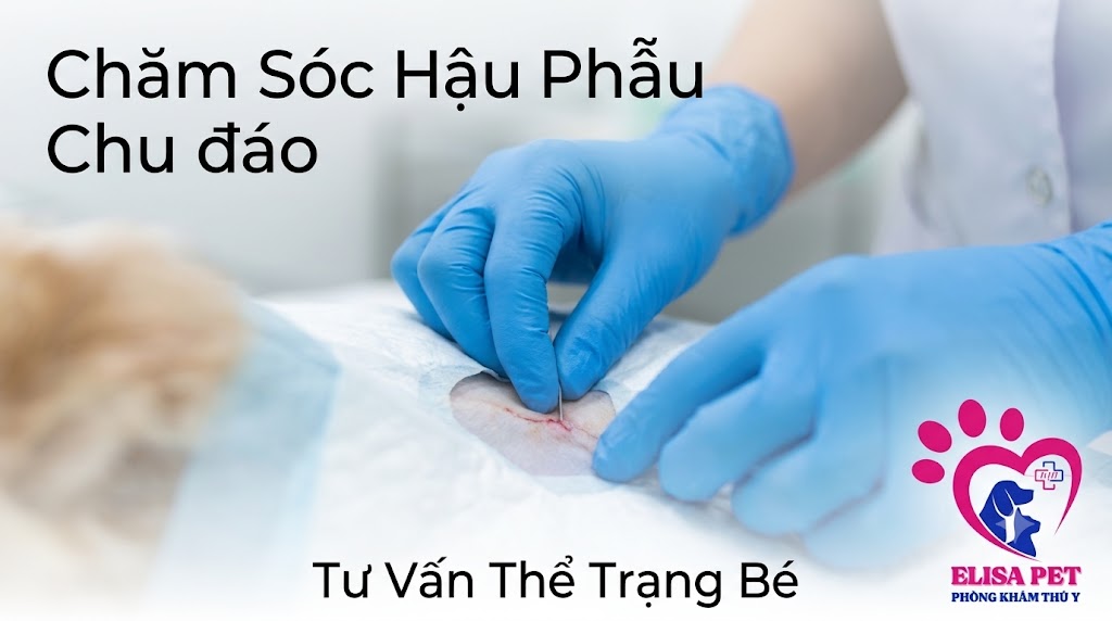 Quy trình triệt sản chó mèo an toàn tại ELISA PET