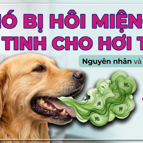 Chó bị hôi miệng và mảng bám vôi răng