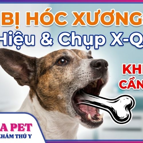 Dấu hiệu chó bị hóc xương dị vật